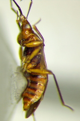 Lyctocoridae