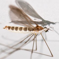 Gonomyia