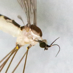 Gonomyia