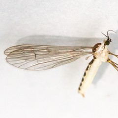 Gonomyia