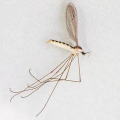 Gonomyia