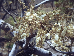 Pericopsis laxiflora