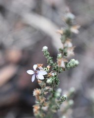 Olearia lanuginosa