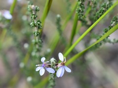 Olearia lanuginosa