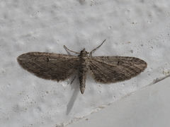 Eupithecia unedonata