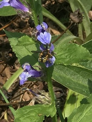 Anthidium