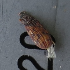 Bitoma insularis