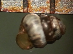 Columella edentula