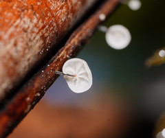 Marasmius alveolaris