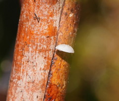 Marasmius alveolaris