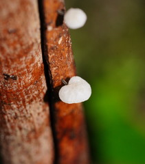 Marasmius alveolaris