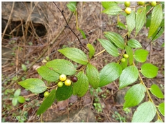Ziziphus oenopolia