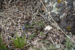 Veronica petraea