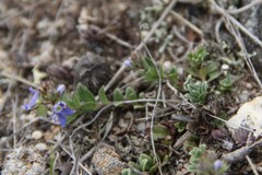 Veronica petraea