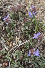 Veronica petraea