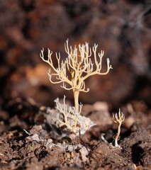 Phaeoclavulina ochracea