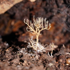 Phaeoclavulina ochracea