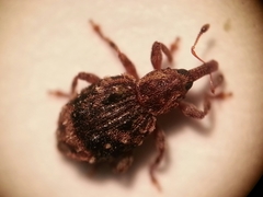 Sthereus quadrituberculatus