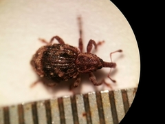 Sthereus quadrituberculatus