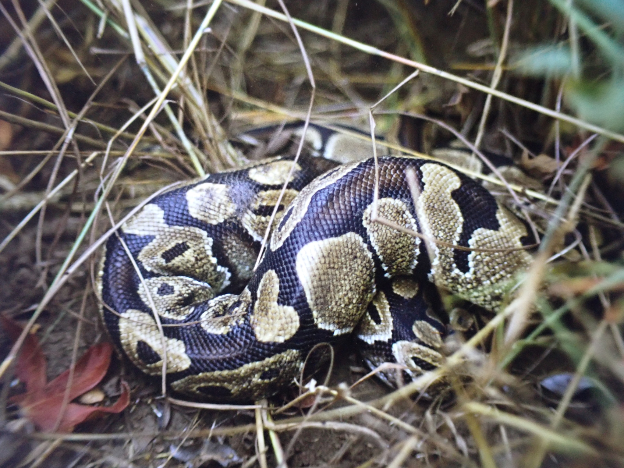Python regius