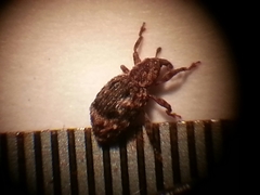 Sthereus quadrituberculatus