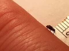 Sthereus quadrituberculatus