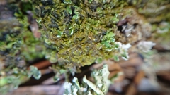 Crossocalyx hellerianus