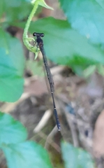 Prodasineura autumnalis