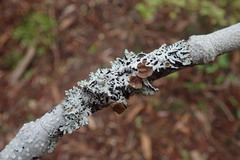 Hypogymnia subphysodes