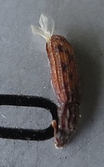 Bitoma insularis