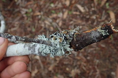 Hypogymnia subphysodes