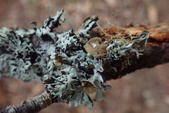 Hypogymnia subphysodes