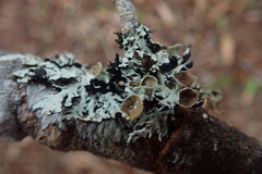 Hypogymnia subphysodes