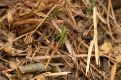 Tettigonia viridissima