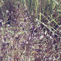 Hygrophila serpyllum