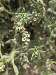 Heliotropium kotschyi