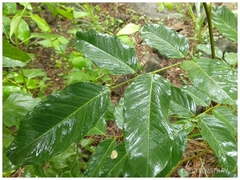 Pterocarpus marsupium