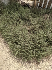 Heliotropium kotschyi