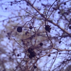 Terminalia leiocarpa