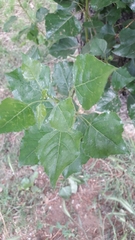 Populus nigra