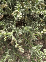 Heliotropium kotschyi