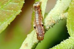 Camptozada mirabilis