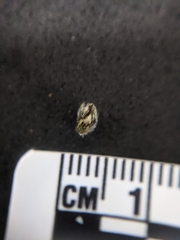 Heliotropium kotschyi