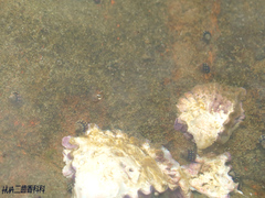 Saccostrea cuccullata