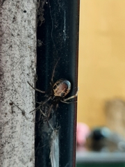 Steatoda nobilis