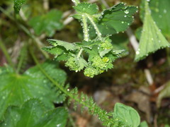 Alchemilla xanthochlora