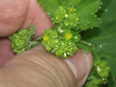 Alchemilla xanthochlora