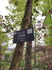 Syzygium austrosinense