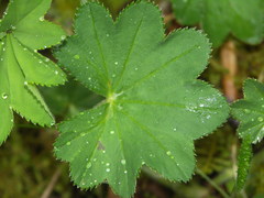 Alchemilla xanthochlora