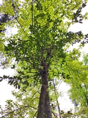 Syzygium austrosinense